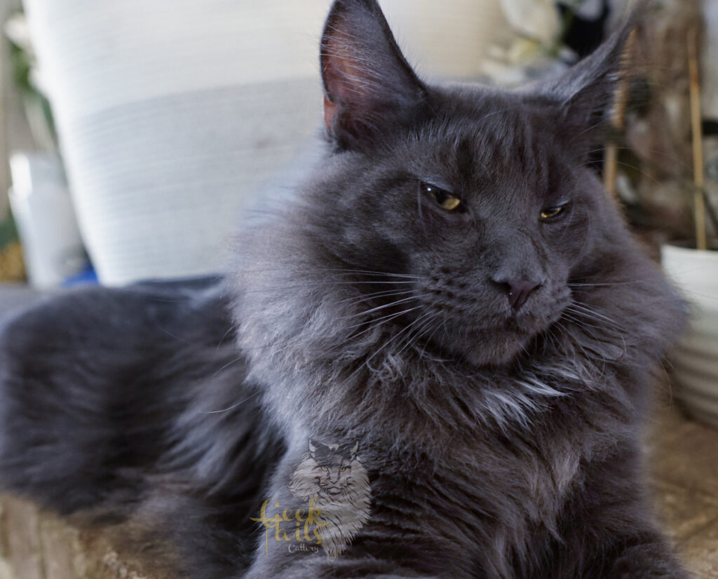 blue maine coon kittens