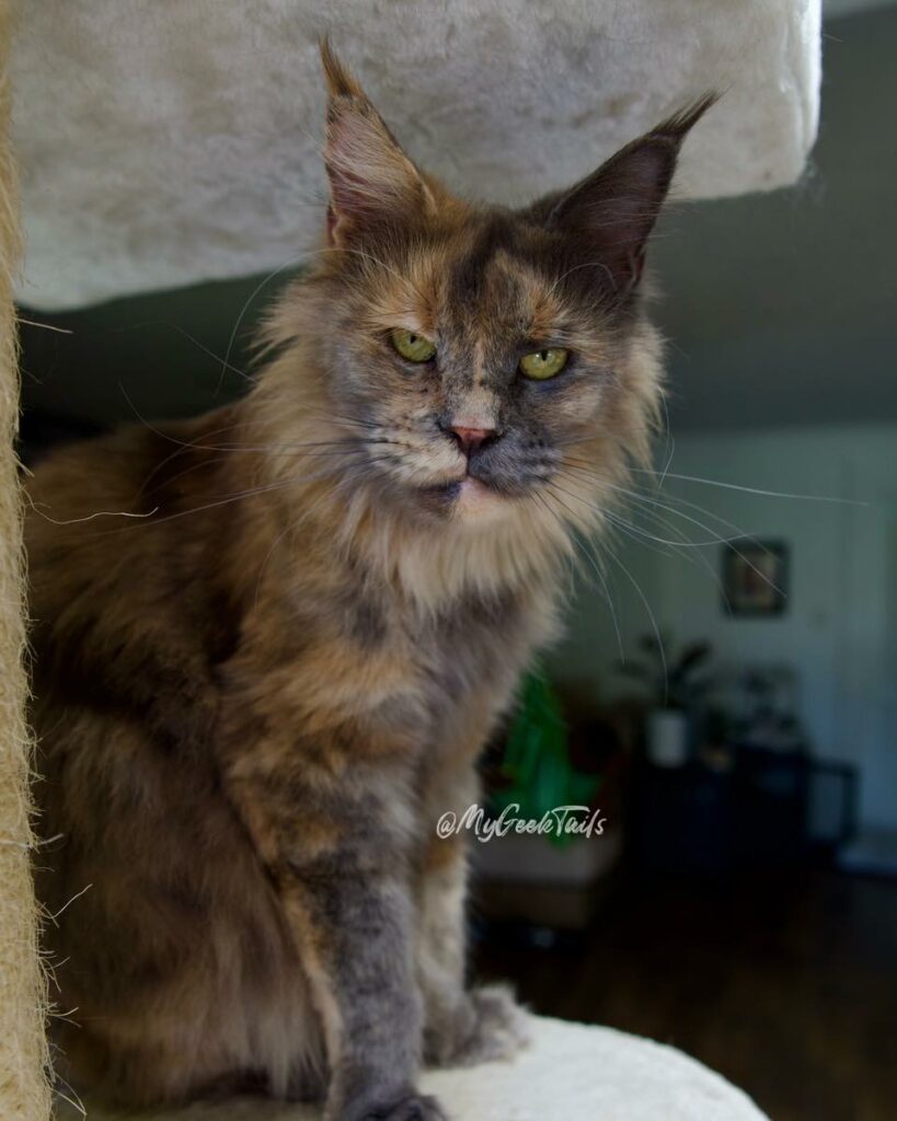 Blued tortie female maine coon kitten Houston Texas for sale