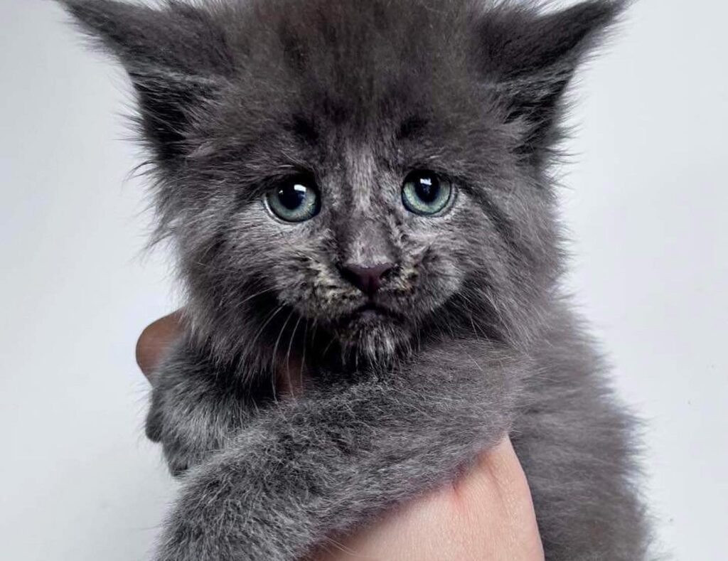 European Maine Coon Kitten