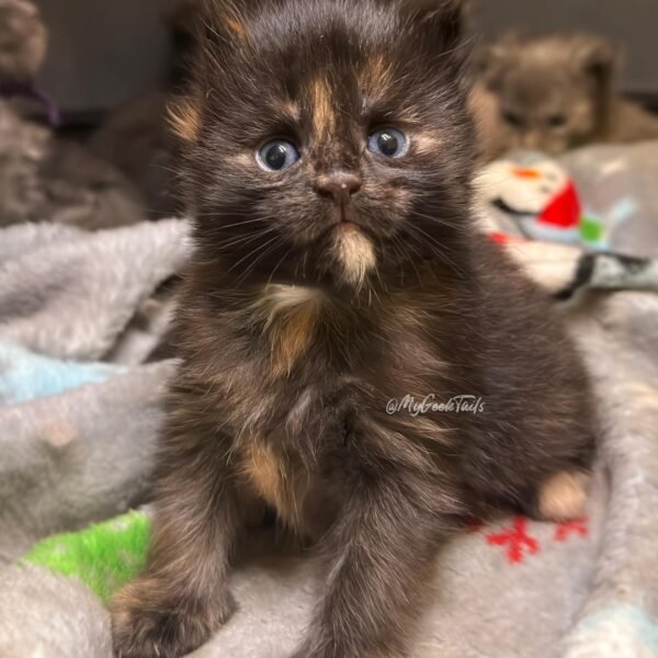 Available Maine Coon Kittens MyGeekTails Cattery Houston