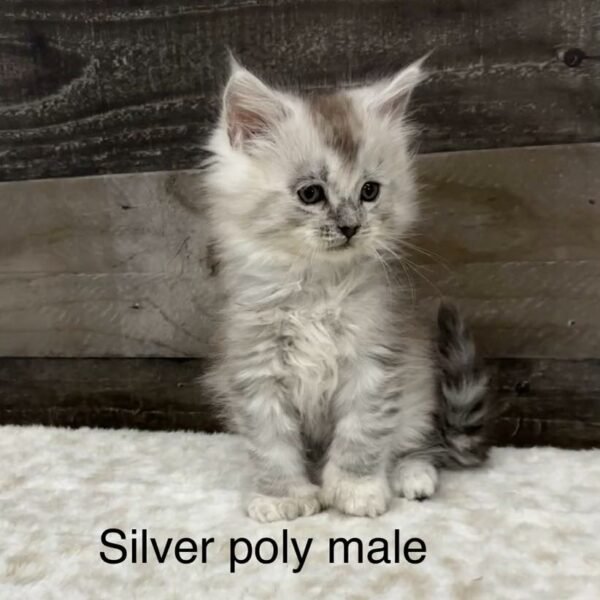Available Maine Coon Kittens MyGeekTails Cattery Houston