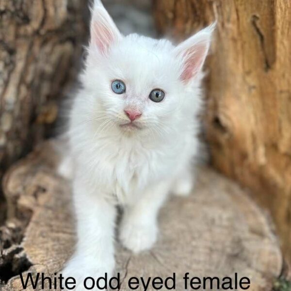 odd eye white female maine coon kitten houston texas for sale