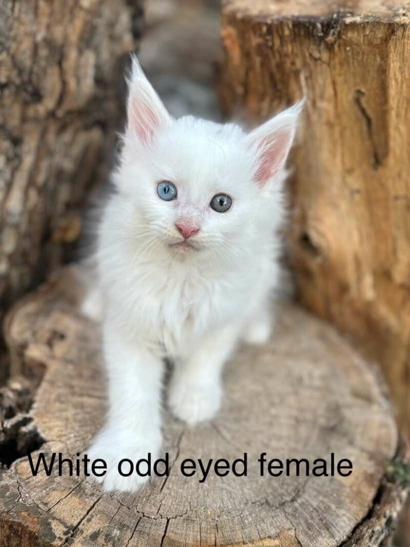 odd eye white female maine coon kitten houston texas for sale