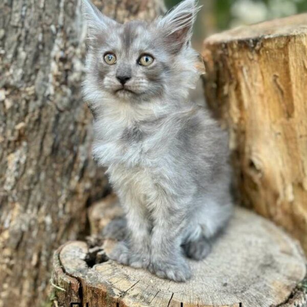 Black smoke Polydactyl Female Maine coon kitten for sale Houston Texas