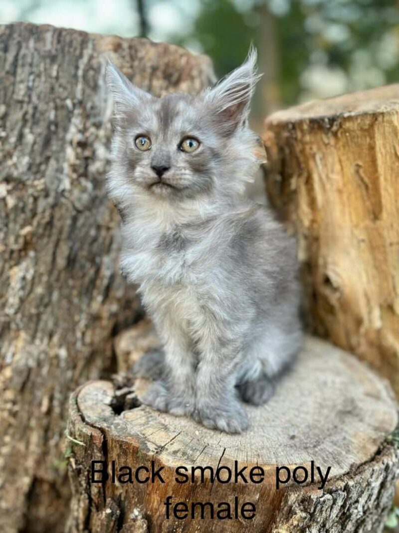 Black smoke Polydactyl Female Maine coon kitten for sale Houston Texas