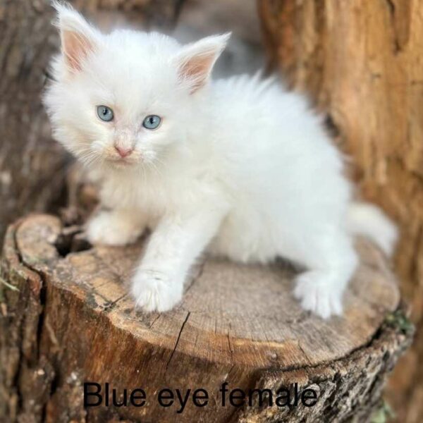 Blue eye white female maine coon kitten for sale Houston Texas