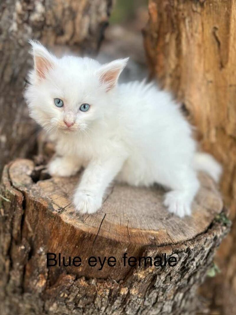 Blue eye white female maine coon kitten for sale Houston Texas