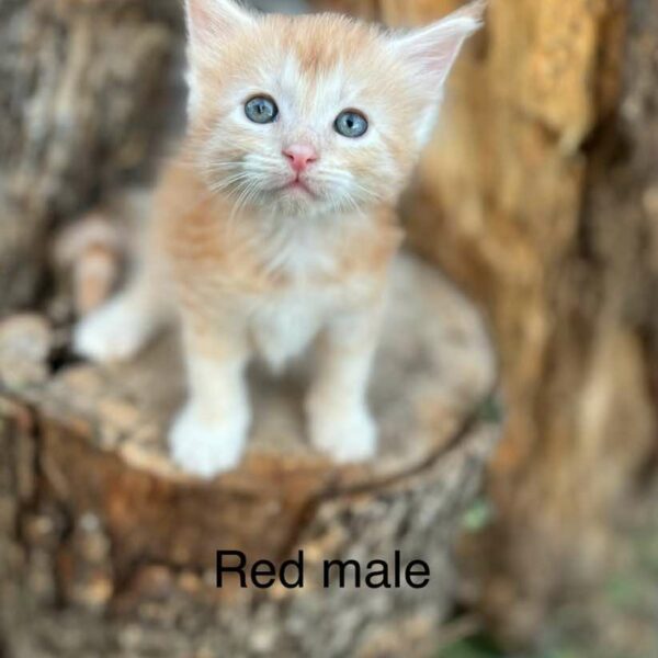 Red Male Maine coon kitten Houston Texas for sale