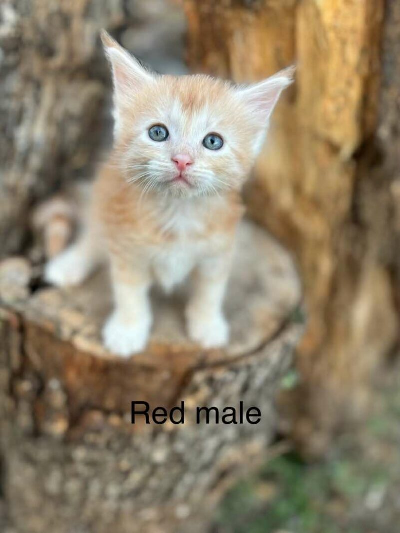 Red Male Maine coon kitten Houston Texas for sale