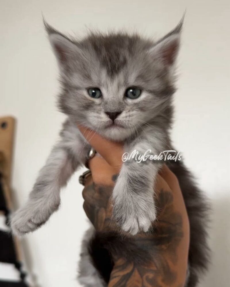 black smoke female maine coon kitten for sale houston texas