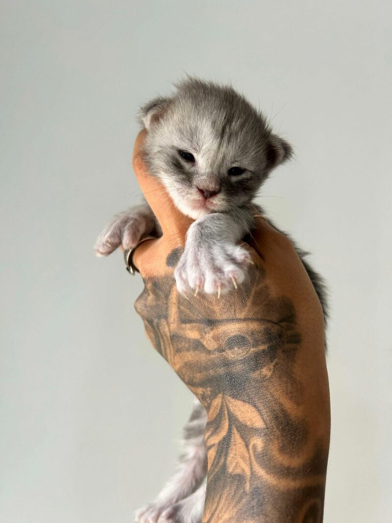 Blue tabby poly male maine coon kitten for sale houston texaas