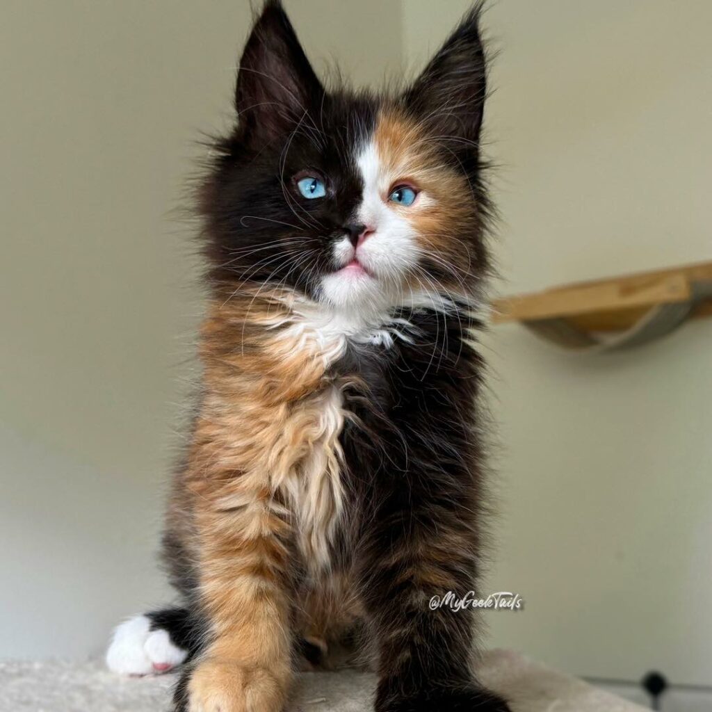 Calico female maine coon kitten blue eyes Houston Texas