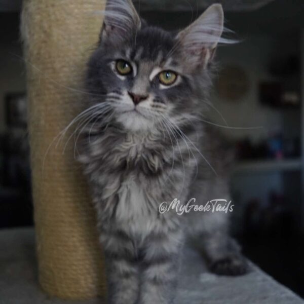 Blue torbie female Maine coon kitten for sale Houston texas