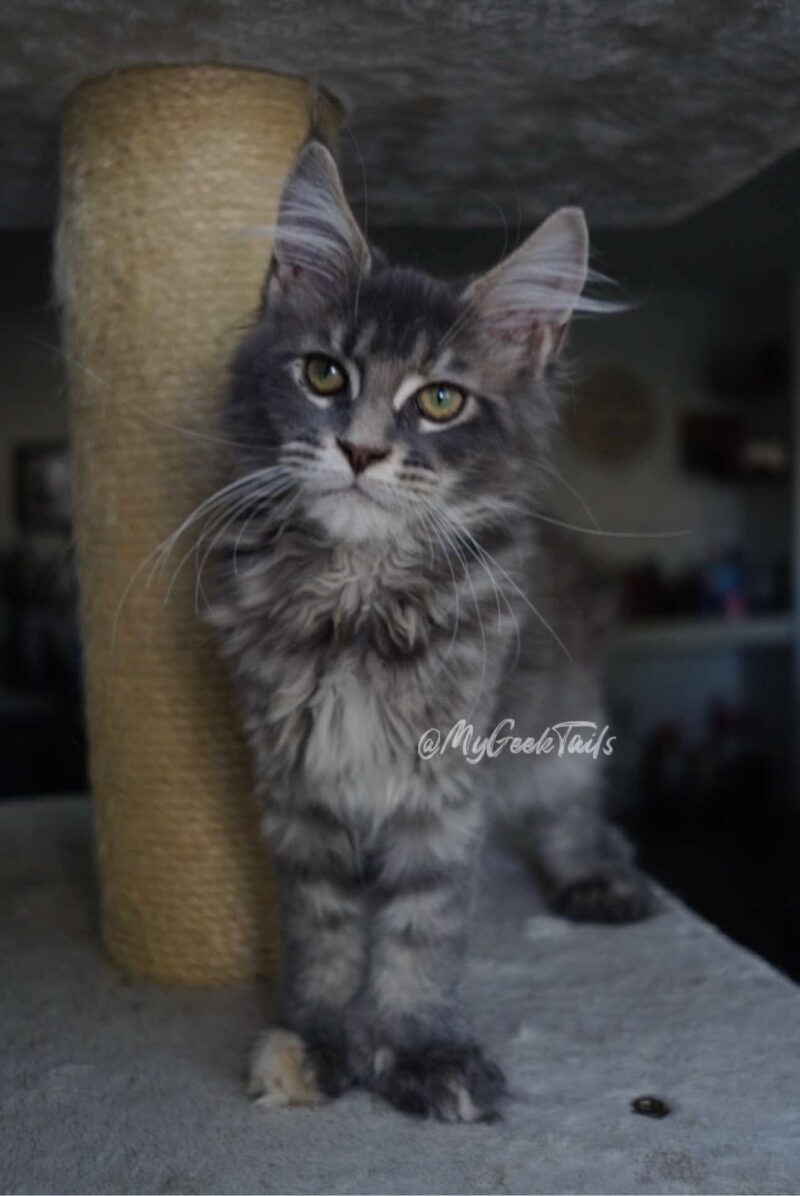 Blue torbie female Maine coon kitten for sale Houston texas
