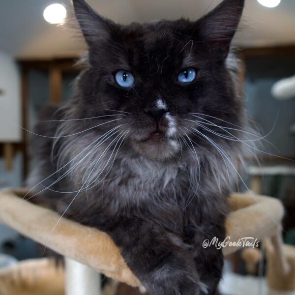 Black smoke male Maine coon cat for sale Houston Texas blue eyes