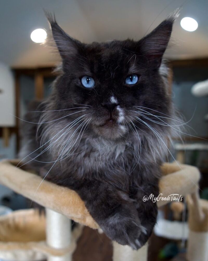 Black smoke male Maine coon cat for sale Houston Texas blue eyes