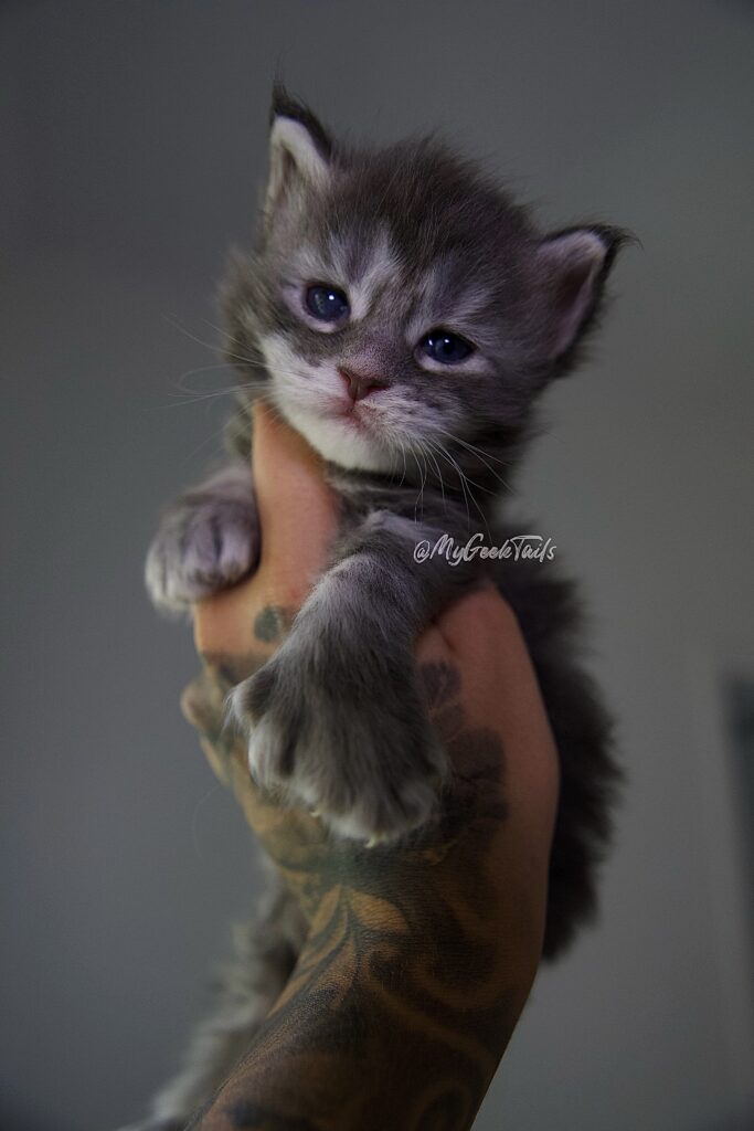 Blue tabby polydactyl Maine Coon kitten for sale Austin Texas