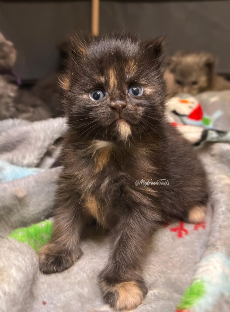 Tortie Maine Coon kitten available Austin Texas
