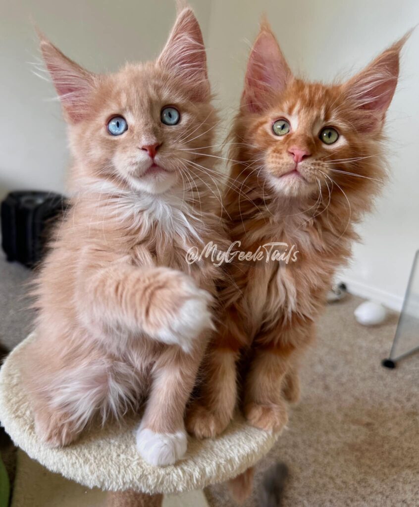 ginger and cream male maine coon kitten for sale houston texas