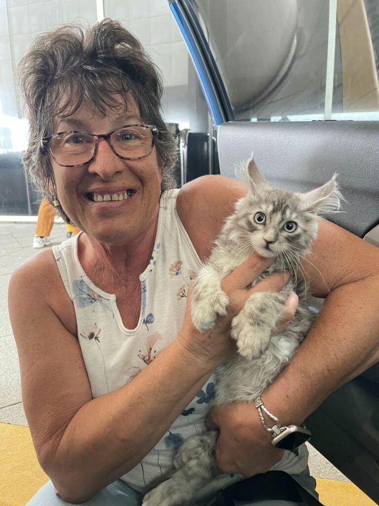 Maine coon for sale Houston texas