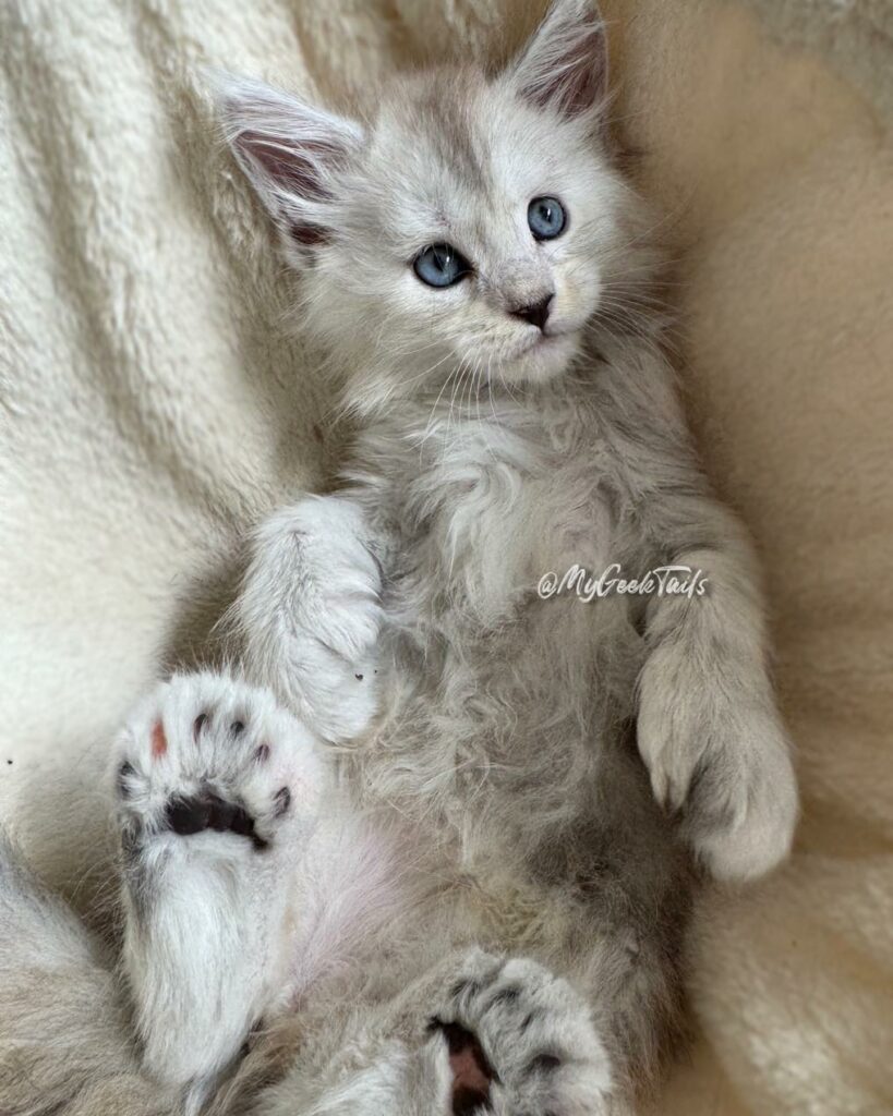 blue shadded poly female maine coon kitten for sale Houston texas