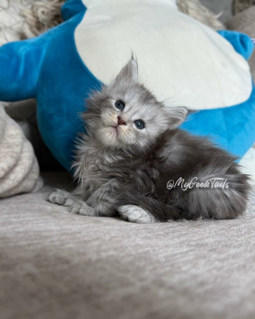 Blue smoke maine coon kitten, for sale available houston texas