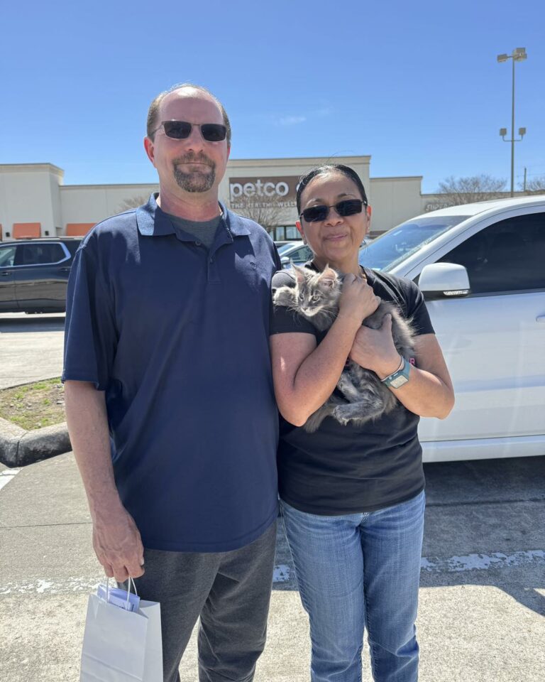 Maine coon kitten Houston Texas for sale