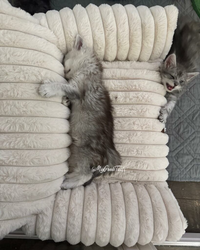Male high smoke Maine coon Kitten available Houston Texas