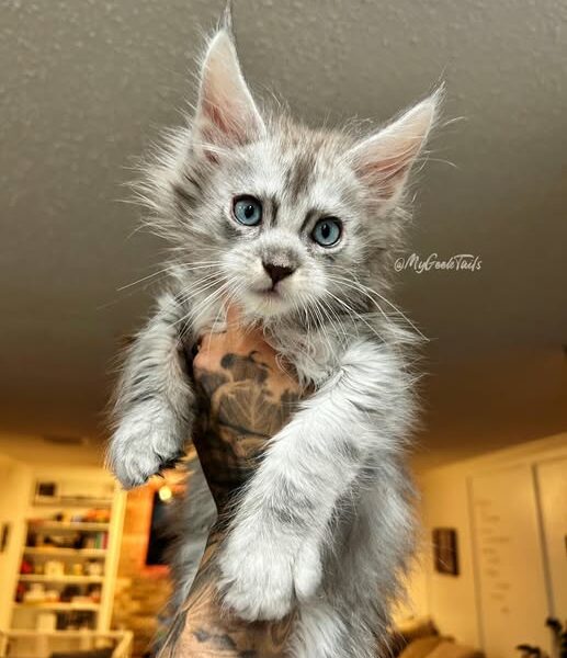 Male blue tabby maine coon kitten for sale houston texas