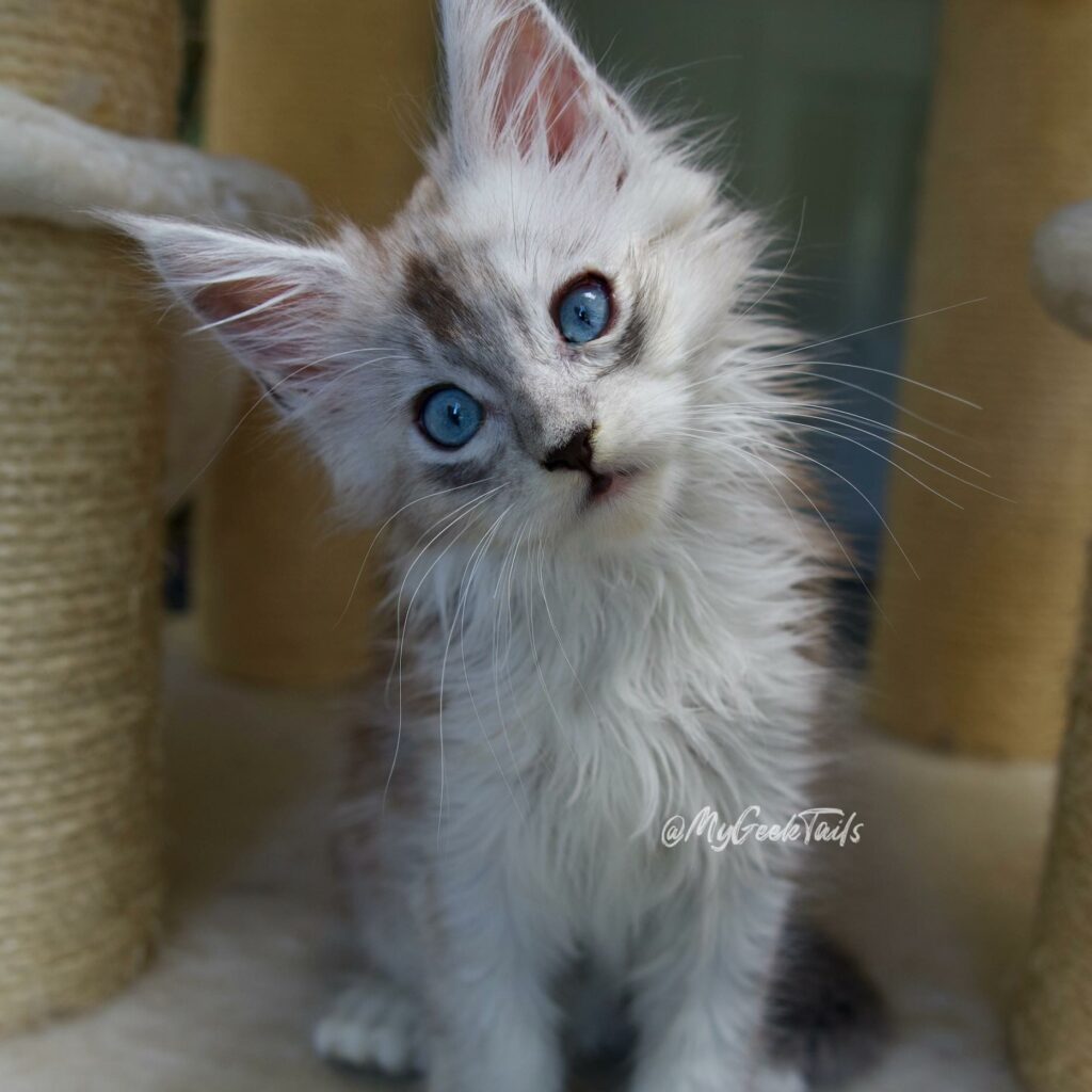 Pale silver Maine Coon Kitten for sale Houston Texas, blue eyes poly male maine coon kitten