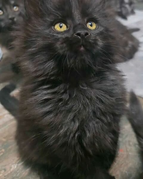 Black Smoke Maine Coon available for sale Houston Texas.