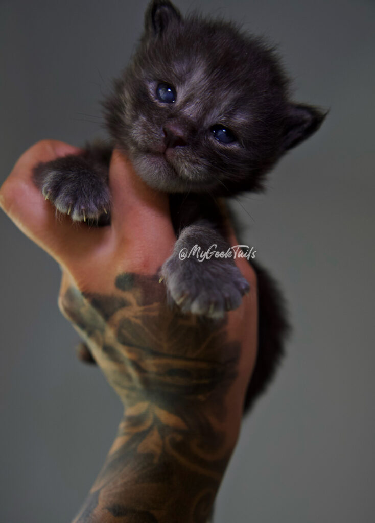 Black Smoke Maine coon kitten for sale Austin Texas