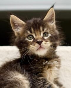 Brown classic tabby maine coon kitten Austin Texas
