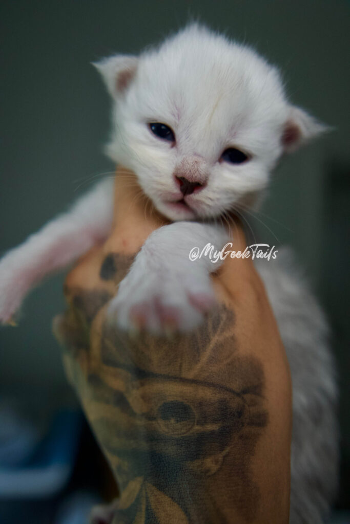 High pale silver Maine Coon Kitten for sale Austin Texas
