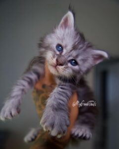 female silver maine coon kitten for sale Houston Texas