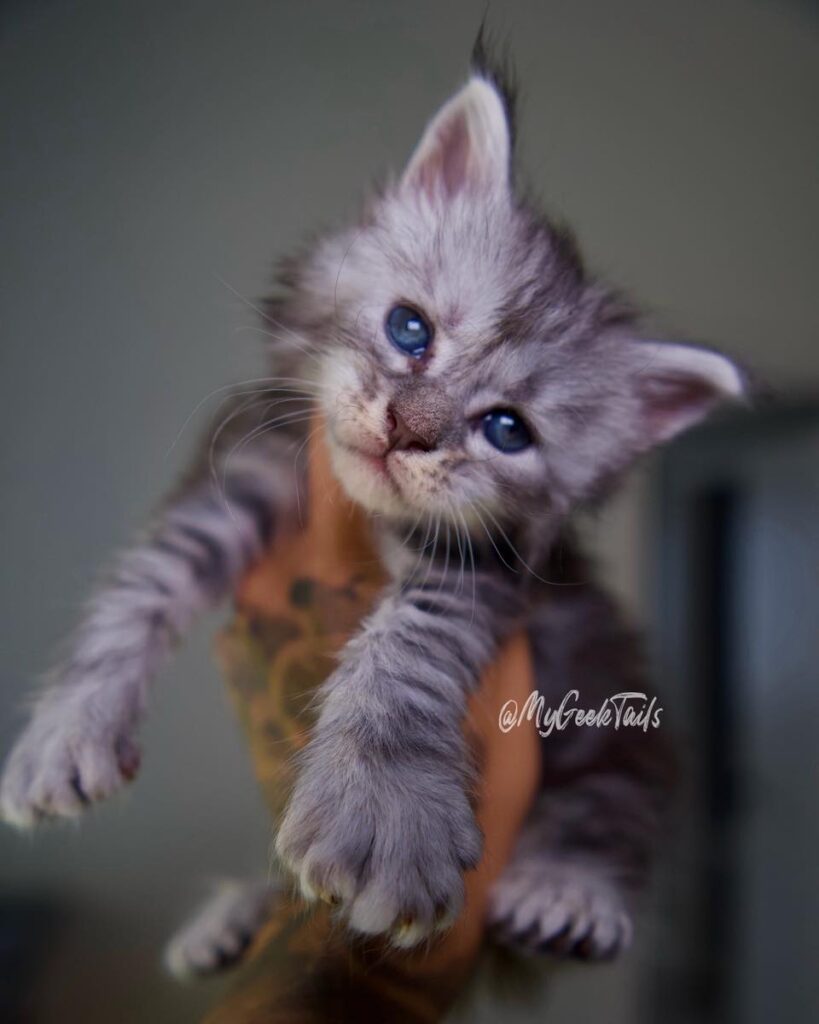 female silver maine coon kitten for sale Houston Texas
