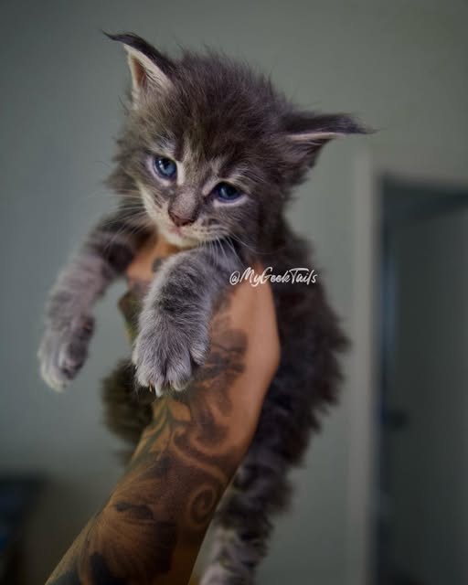 Astros a blue Maine coon kitten classic tabby Houston Texas for sale