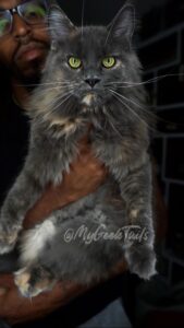 blue tortie female maine coon kitten for sale Houston Texas