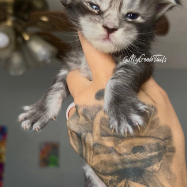 Black tabby male Maine coon kitten for sale Houston Texas