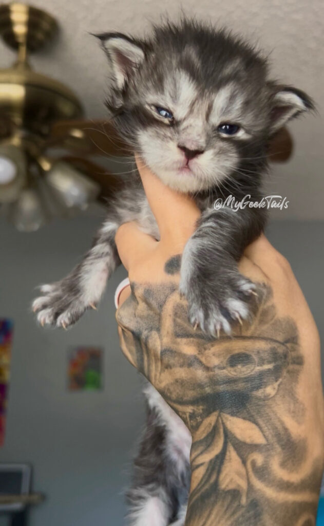Black tabby male Maine coon kitten for sale Houston Texas