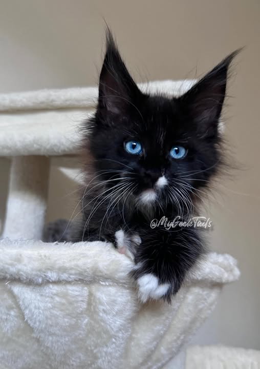 tuxedo Maine coon kitten with blue eyes Houston Texas for sale