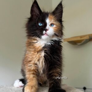 calico female maine coon kitten for sale Houston Texas with blue eyes
