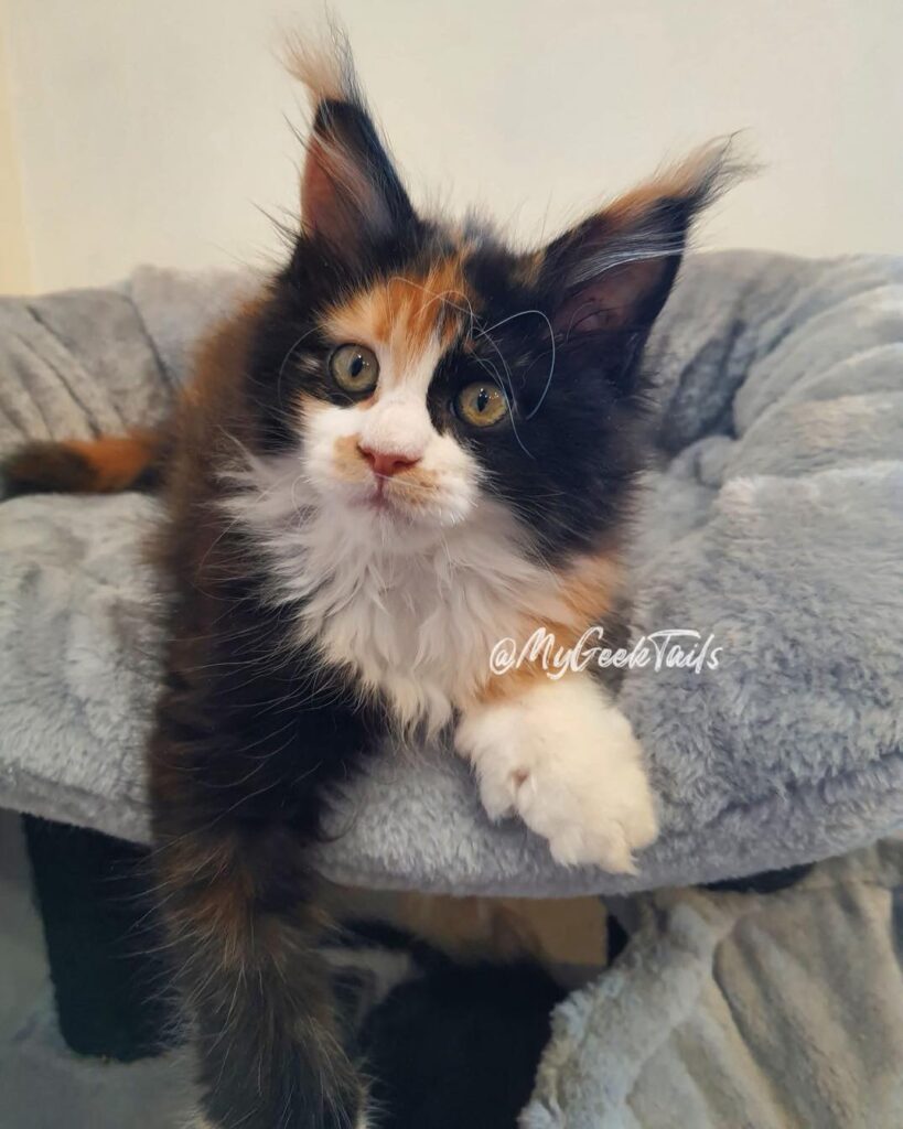 Calico Maine Coon Kitten for sale Houston texas female