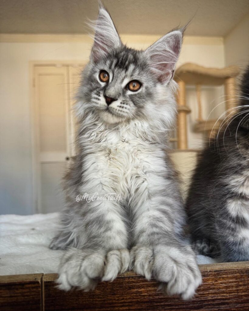 A pale Silver male polydactyl Maine coon kitten for sale Houston Texas