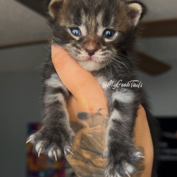 brown male tabby Maine Coon kitten for sale Houston Texas
