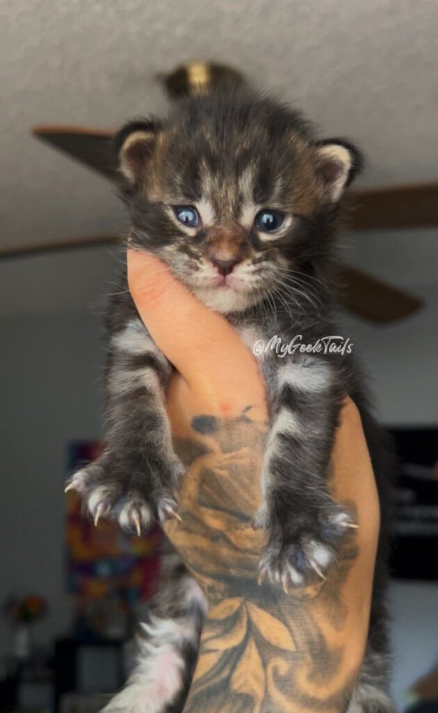 brown male tabby Maine Coon kitten for sale Houston Texas
