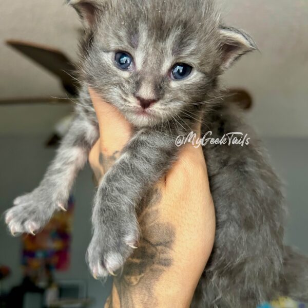 Tim Drake blue Maine coon kitten for sale Houston Texas