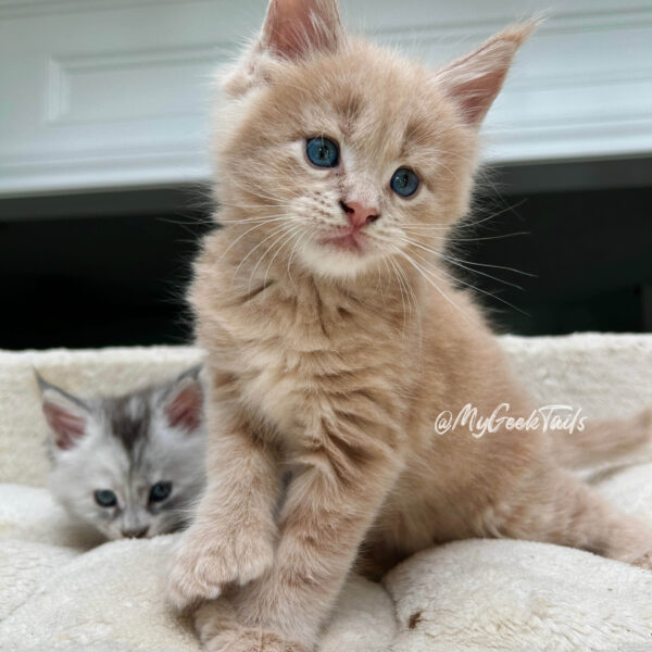 Cream Polydactyl male maine coon kitten for sale Houston Texas