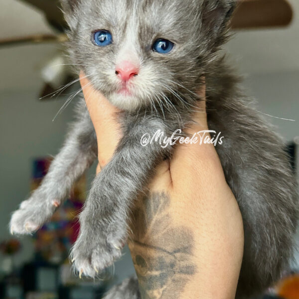 blue male Maine coon kitten for sale with blue eyes Houston Texas