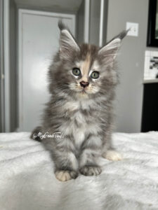 Blue tortie female Maine Coon kitten in Houston Texas